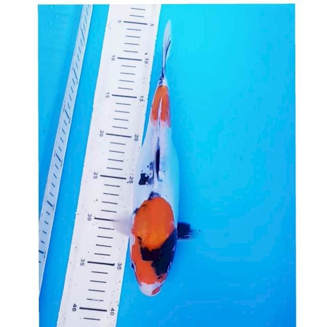 DOITSU SHOWA 31CM