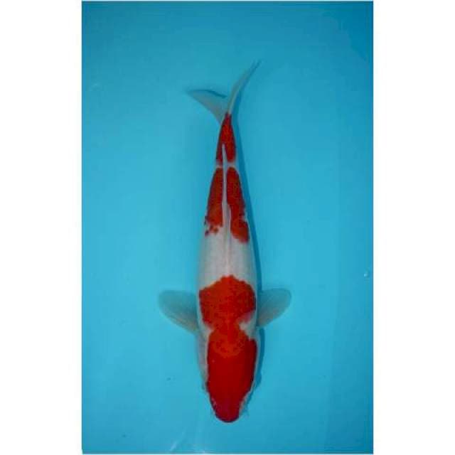 SANDAN KOHAKU 30 CM