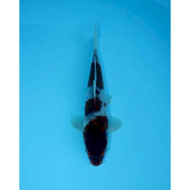 KOROMO 18 CM MALE