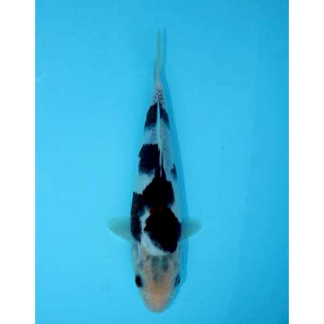 BUDO GOROMO 20 CM FEMALE