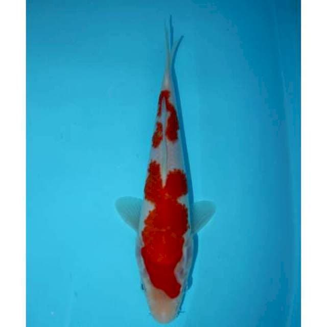 SANDAN KOHAKU 24 CM