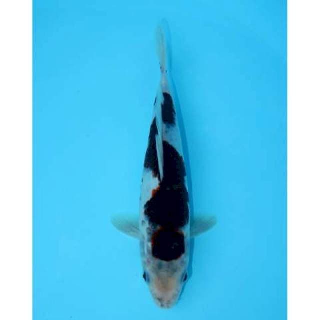 BUDO GOROMO 22 CM FEMALE