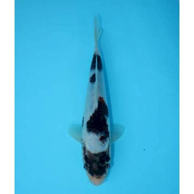 BUDO GOROMO 22 CM FEMALE