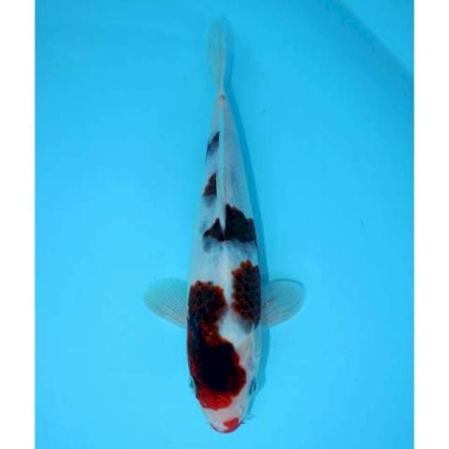 GOROMO 27 CM MALE