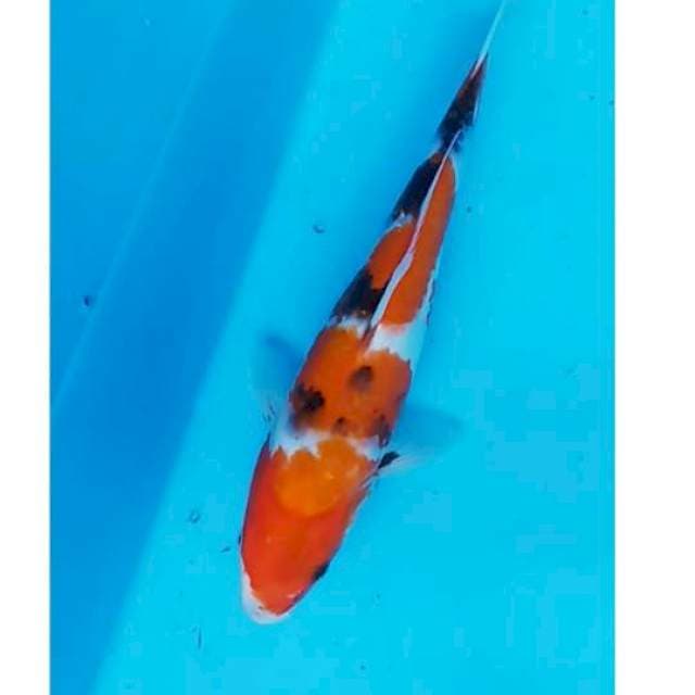 SHOWA SANSHOKU 30 CM