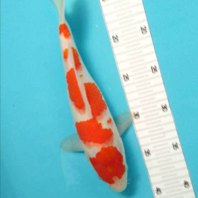 kohaku good original patern 99%