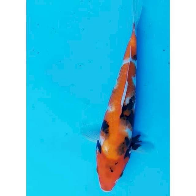 SHOWA SANDHOKU 36 CM
