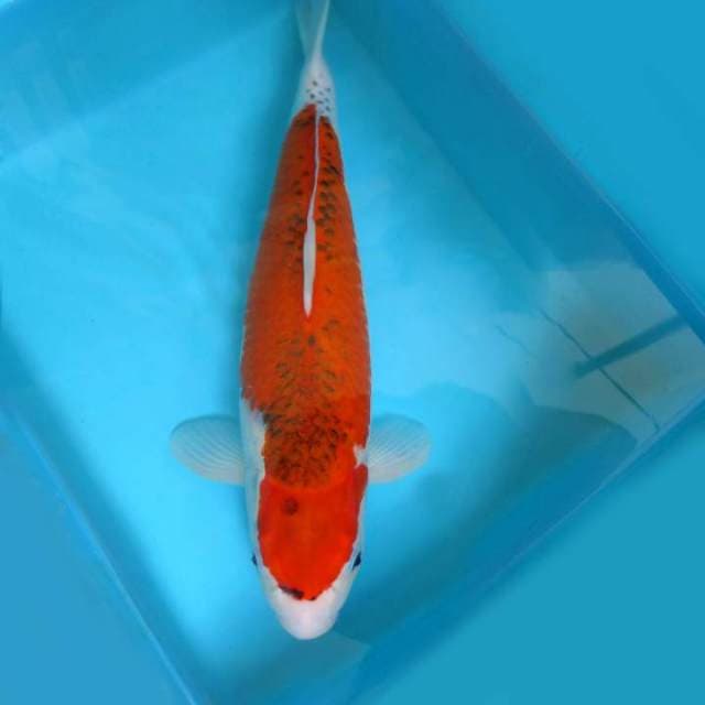 B. OMOYO GOSHIKI JUMBO