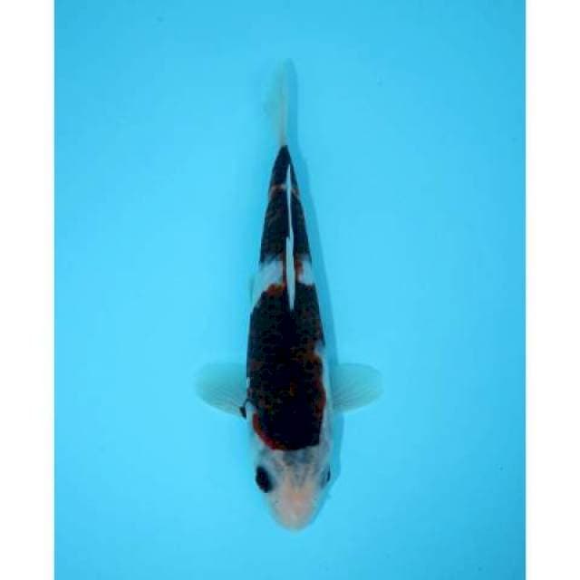 BUDO GOROMO 18 CM MALE