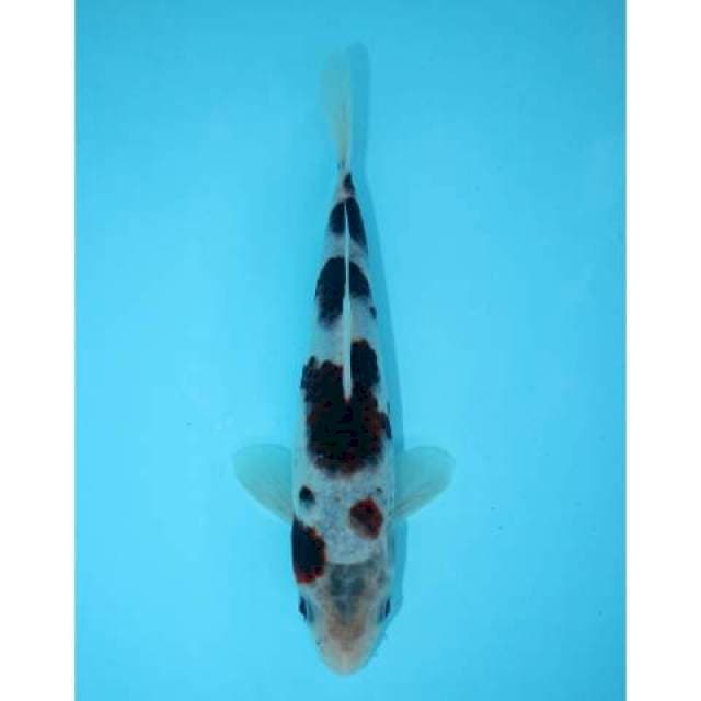 BUDO GOROMO 18 CM MALE