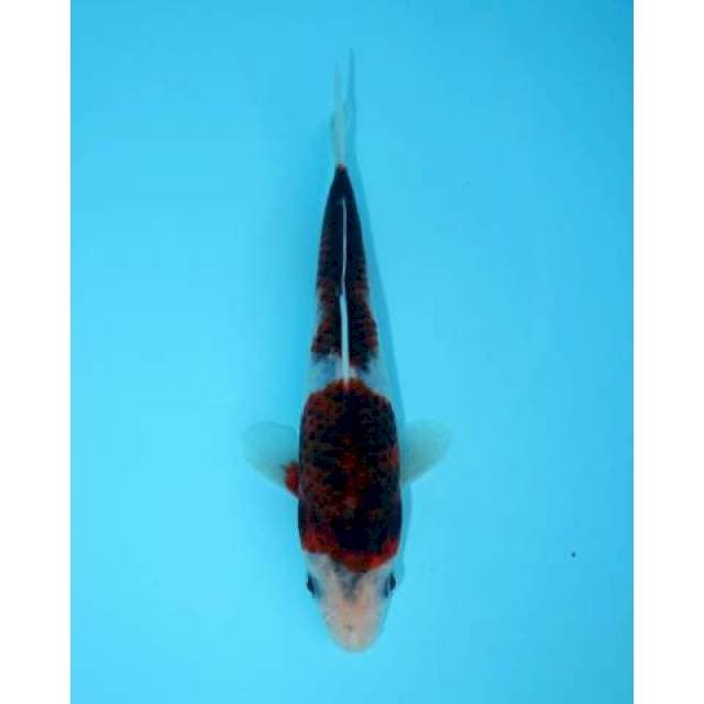 GOROMO 17 CM FEMALE