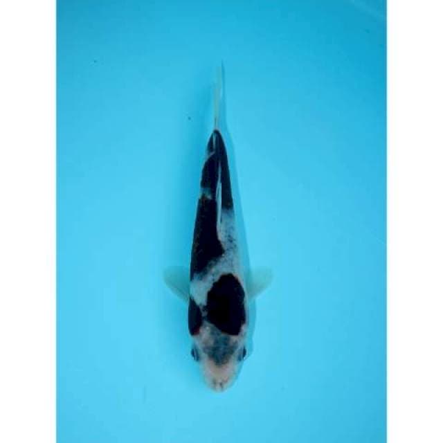 BUDO GOROMO 16 CM FEMALE