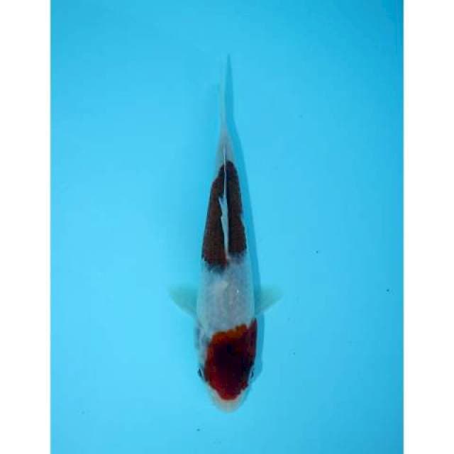 KOROMO 15 CM MALE