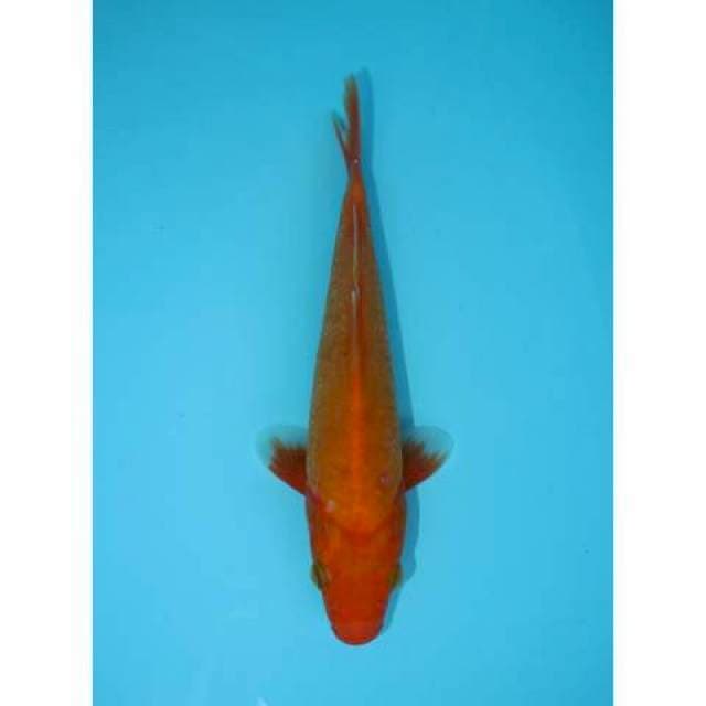 AKA HAJIRO 19 CM FEMALE