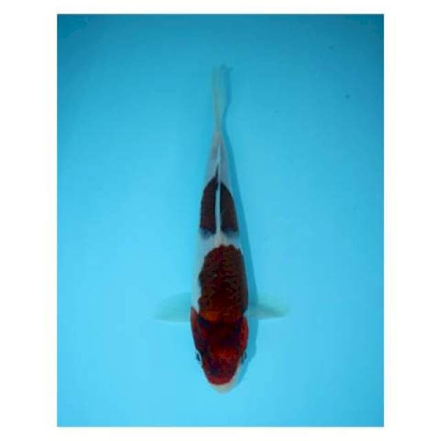 KOROMO 18 CM FEMALE