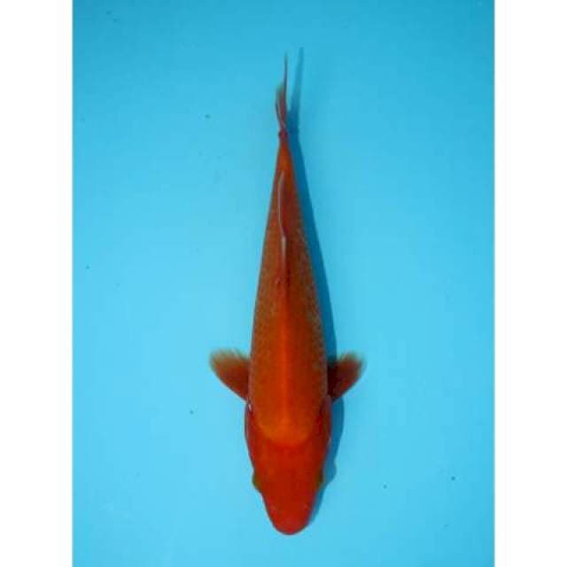 AKA HAJIRO 16 CM MALE