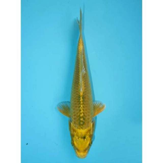 YAMABUKI OGON 18 CM