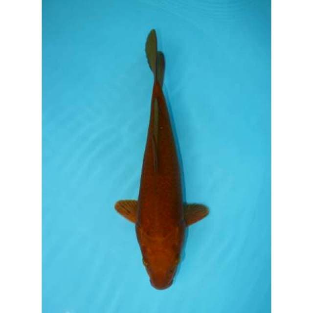 CHAGOI 29 CM