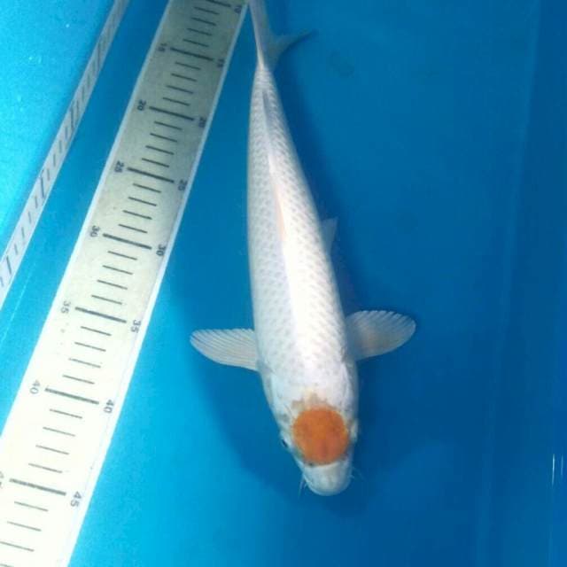 Tancho Hariwake, male 34 cm