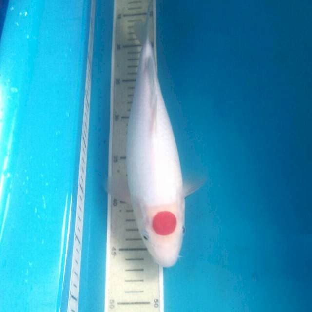 Tancho Kohaku, 32 cm
