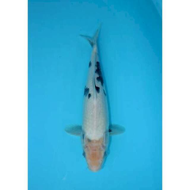 SHIRO 34 CM