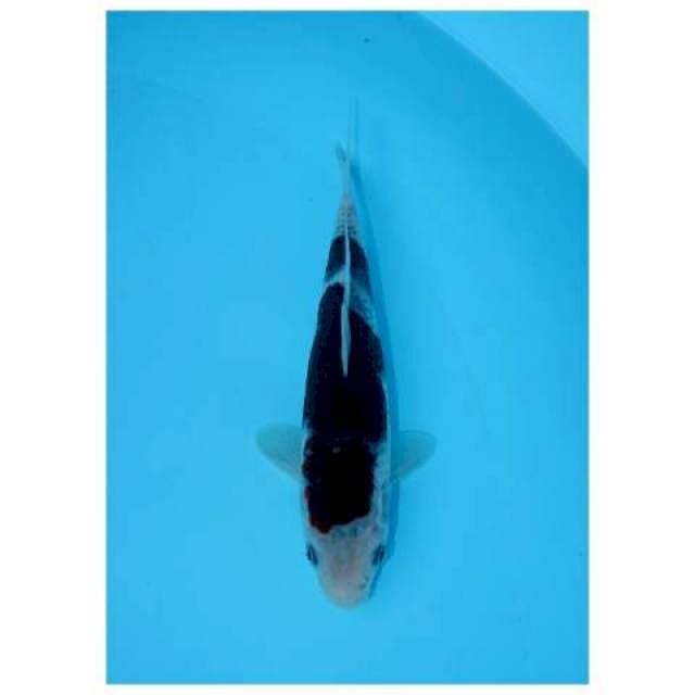 BUDO GOROMO 21 CMFEMALE