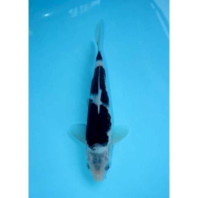 BUDO GOROMO 20 CM FEMALE