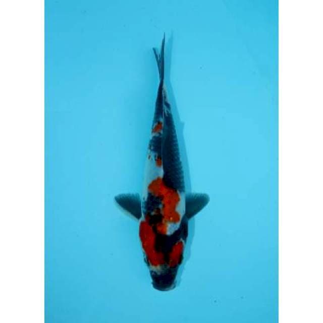 SHOWA 17 CM MALE