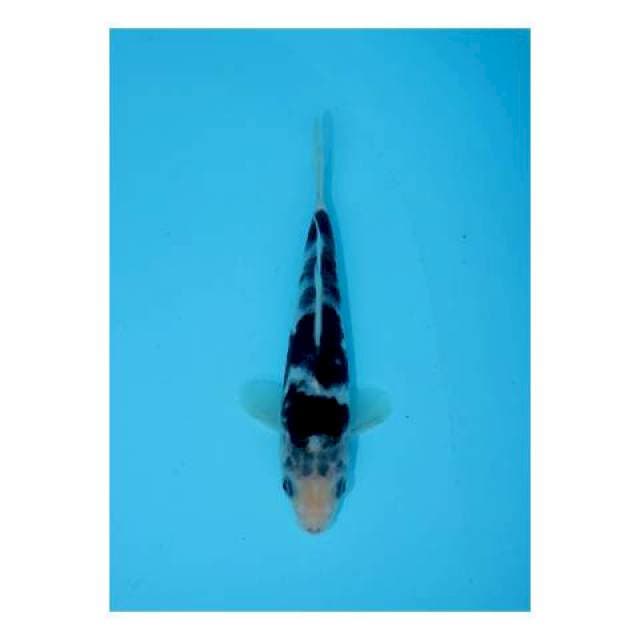 BUDO GOROMO 18 CM FEMALE