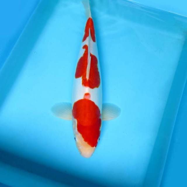 F. KOHAKU 3 STEPS DOITSU