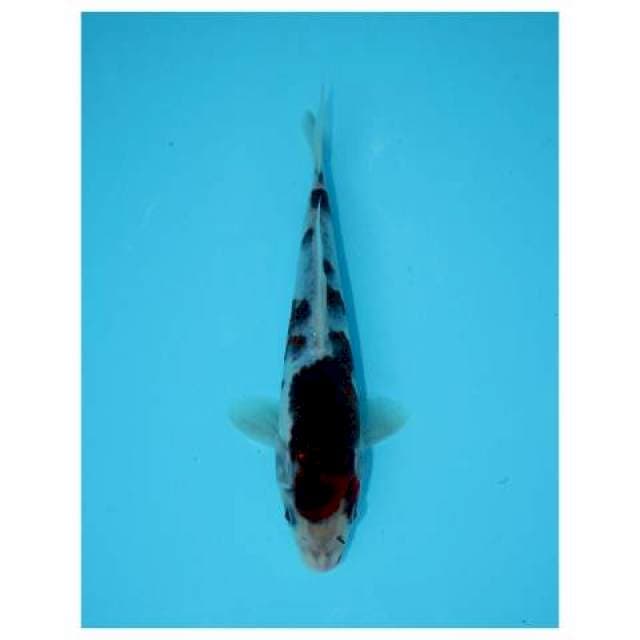 GOROMO 18 CM FEMALE