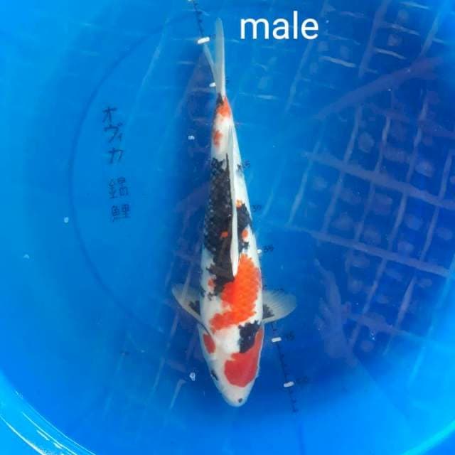 Showa male 40 cm ori