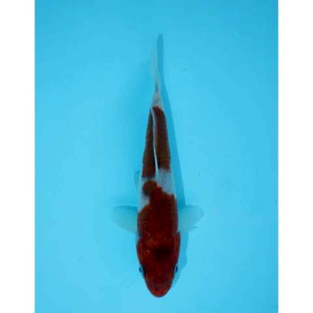 KOROMO 14 CM MALE