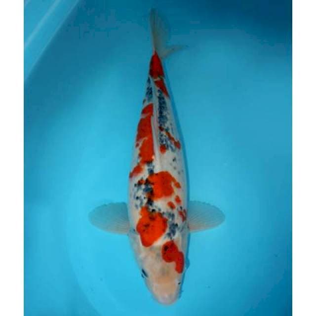 KINDAI SHOWA SAKURA 48 CM FEMALE (KEPALA KURANG SIMETRIS)