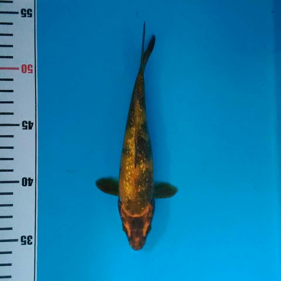 Hiu gindrin 19cm