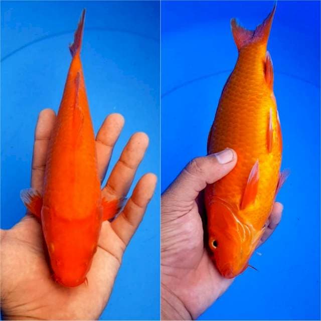 Beni 25 cm tembus perut