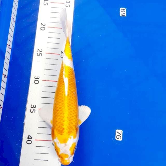 Hariwake 23 cm