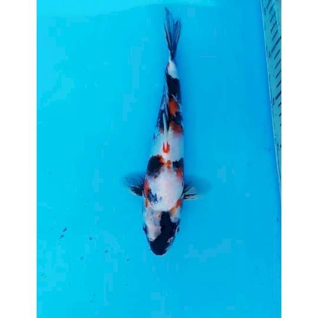 KINDAI SHOWA 25CM