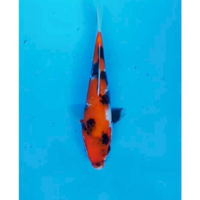 HISHOWA 25CM