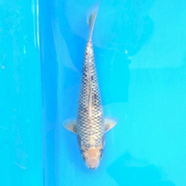 Matsukawabake 25 cm male