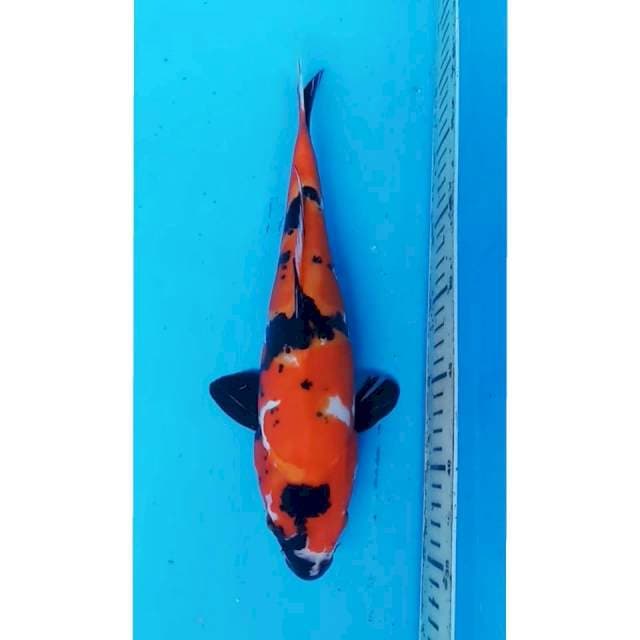 HISHOWA DOITSU 34 CM