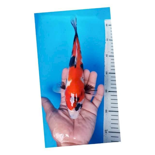 SHOWA SANSHOKU 24CM