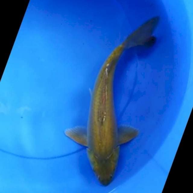 Midori punuk keturunan impor