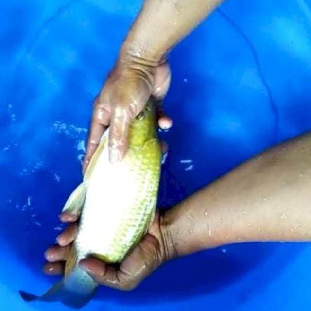 Midori punuk keturunan impor