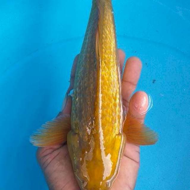 Caghoi tenbaga ginrin body munuk
