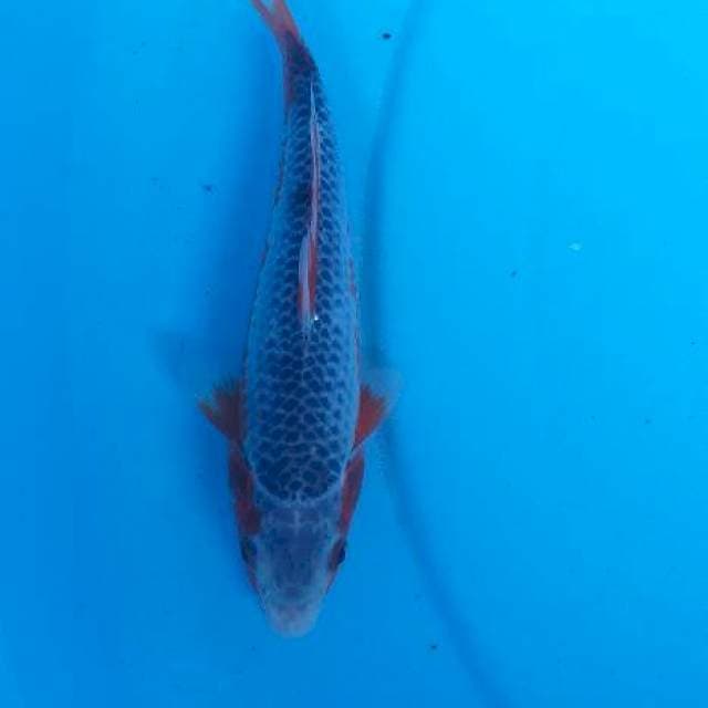 Asaghi