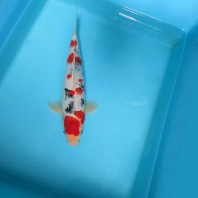 M. SAKURAZO SANKE