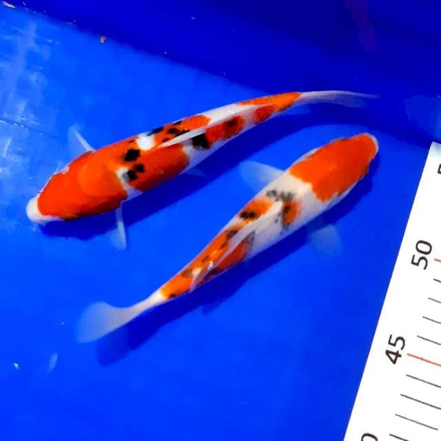 Duo sanke 18 cm