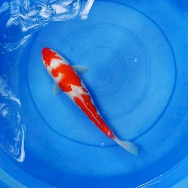Red kohaku
