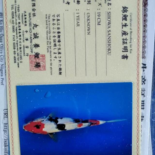 Showa import isa